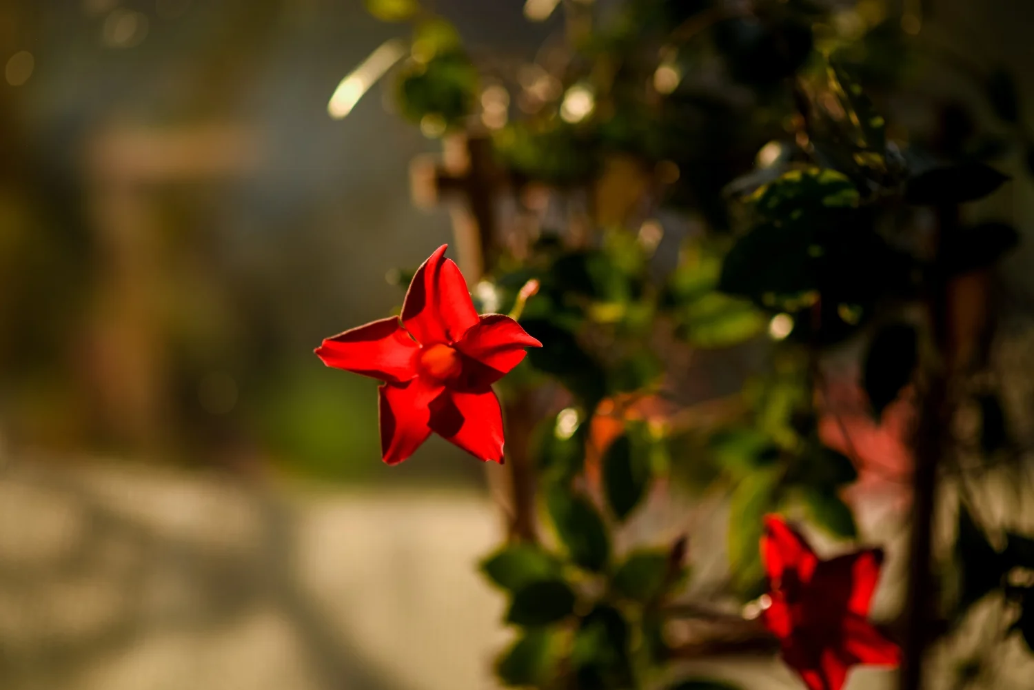 „Dragostea toate le suferă”