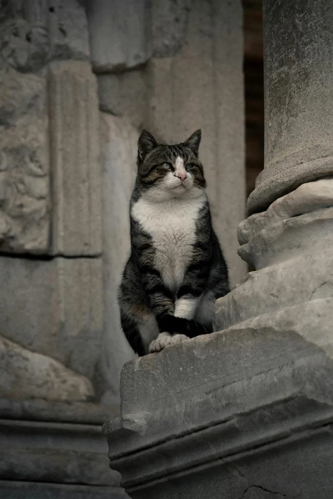 Jurnal de pe meleaguri bizantine (II) 2022