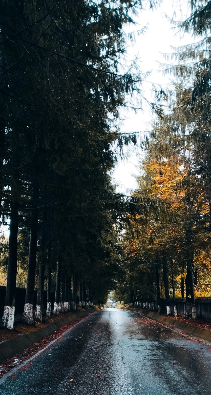 Grabnic-Ascultătoare, ascultă-mă...