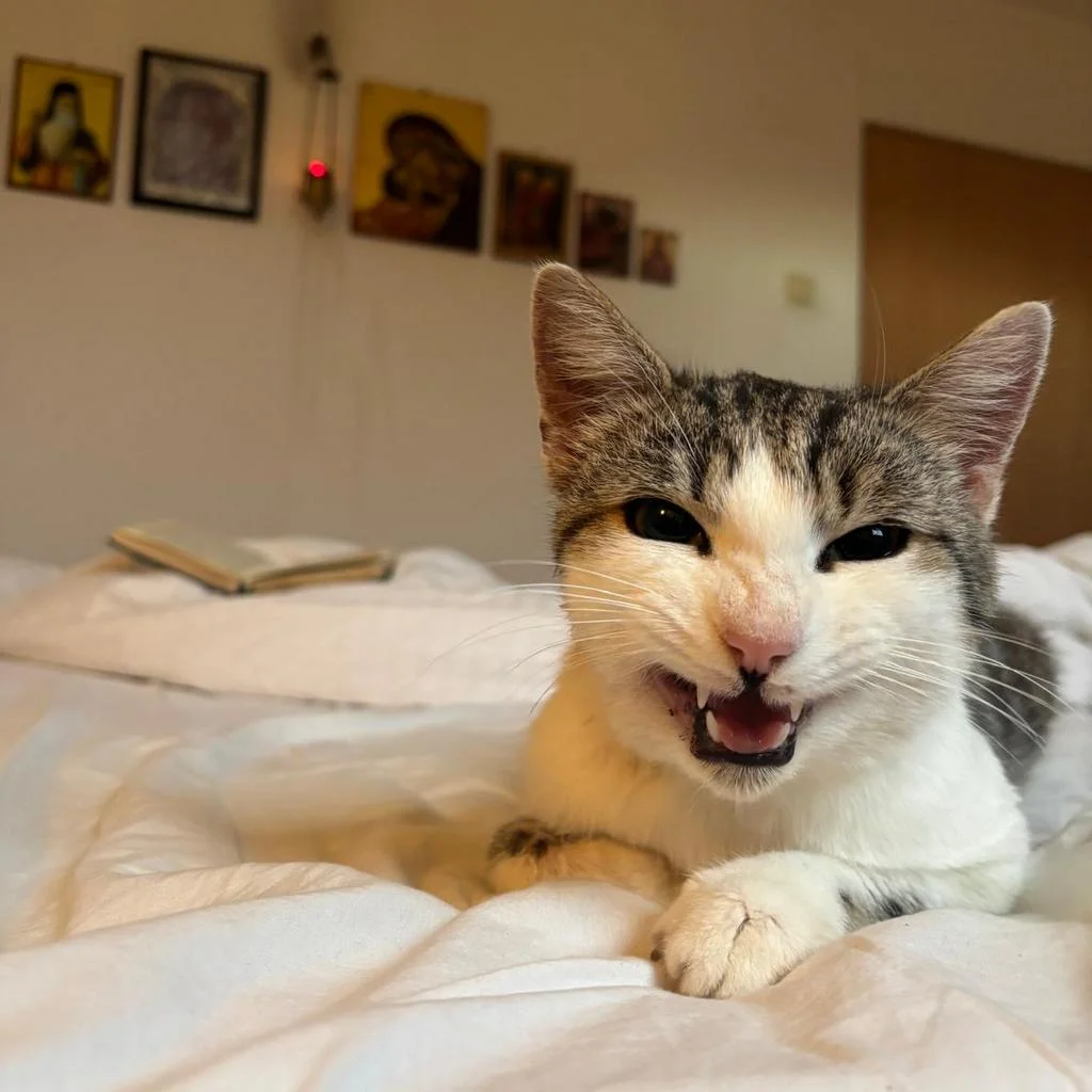 Cu rănile la vedere